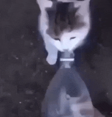 GIF