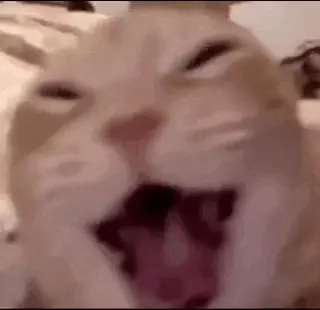 Orange Cat Screaming Loudly – cat meme GIF free download no watermark 2026