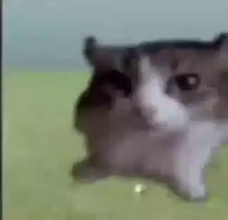 Boomb Cat Cat Boom Meme