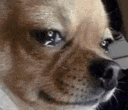 Dog Crying Meme: Doggo Crys