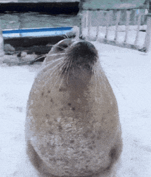 Cute Seal Sitting in Snow