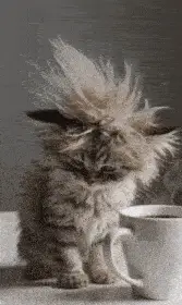 Good Morning: Messy Hair Cat & Coffee – free GIF download