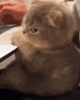 GIF