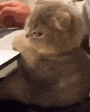 Amma Cat on Laptop with Human