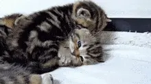 Adorable Kittens Kissing and Cuddling