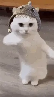 Cute Cat in Shark Hat Dances – free GIF download