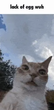 Egg Wuh Eggwuh: Shocked Cat Selfie – free GIF download