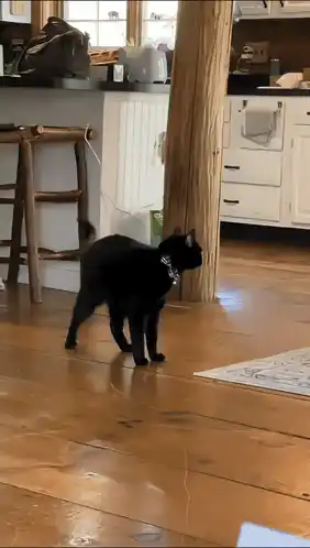 Funny Black Cat's Crazy Antics