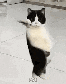 Dancing Black and White Cat Celebration
