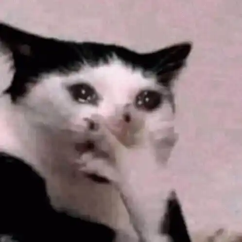 Crying Cat Meme