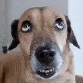 Dog's Wide-Eyed Upward Gaze