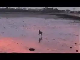 Deer Running on Beach with 'Nope' Text