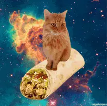 Space Cat Burrito
