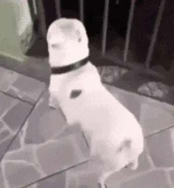 Cute Dog's Happy Dance – dog memes meme GIF free download no watermark 2026