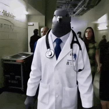 Doctor pigeon