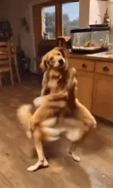 Dancing Dog Ai