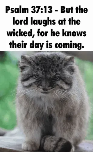 Manul Pallas Cat Meme