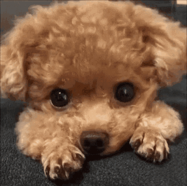 Adorable Sad-Eyed Poodle Puppy