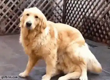 Happy Dog Day: Golden Retrievers Fun
