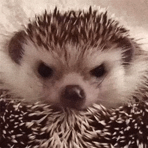 Angry Hedgehog