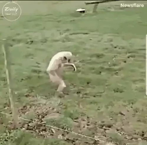 Monkey Running Playfully