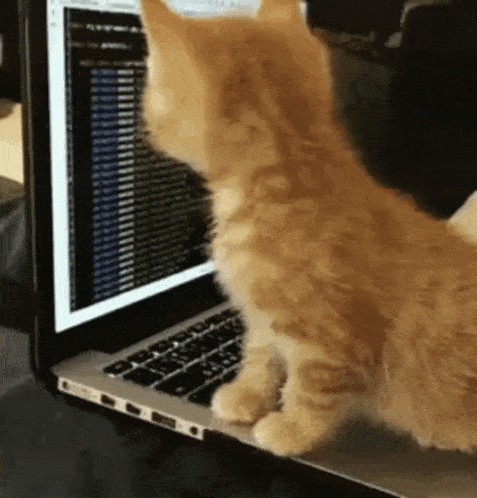 Kitten's Work in Progress on Laptop