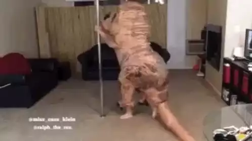 Mustard Plays: T-Rex Pole Dance