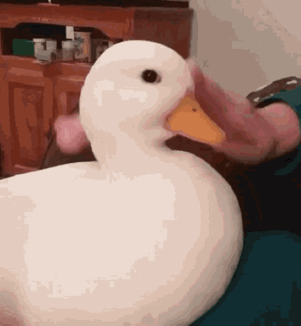 Cute White Duck Being Petted