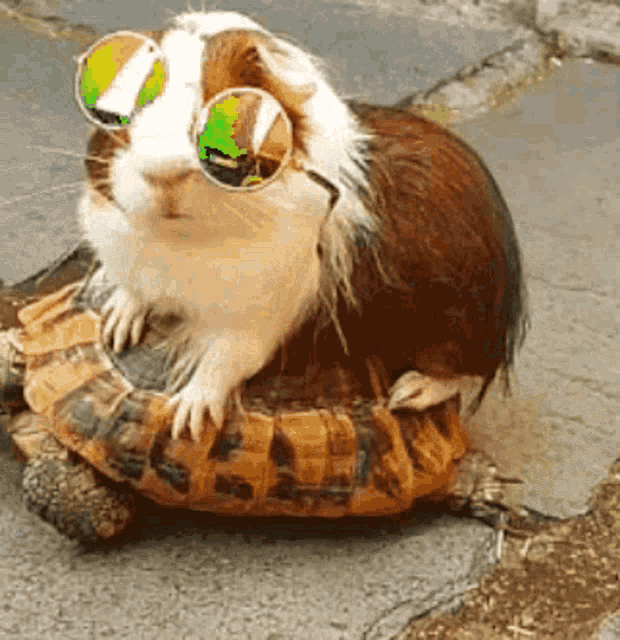 Cool Guinea Pig Riding Turtle with Sunglasses