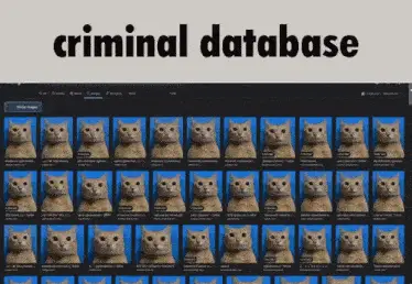 Criminal Database of Cats