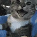 Happy Catto Cat – cat meme GIF free download no watermark 2026