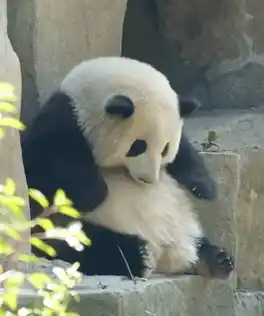 Panda Huahua Sitting Peacefully