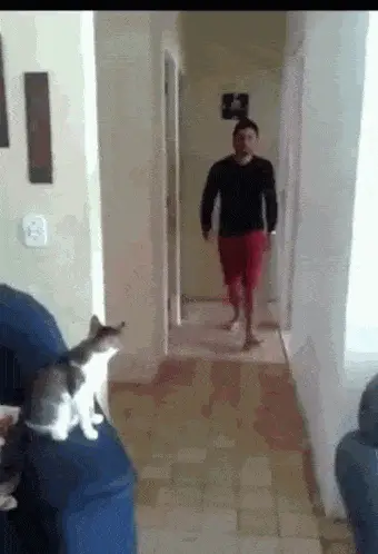 Cat Gives Man a High Five – free GIF download