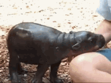 GIF hochgeladen von Marius