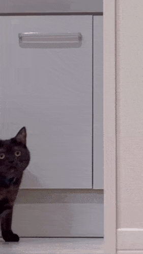 GIF via KLIPY