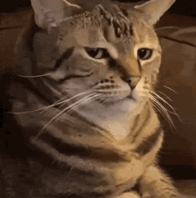 Cat Bruh