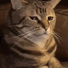 GIF pujat per Ken