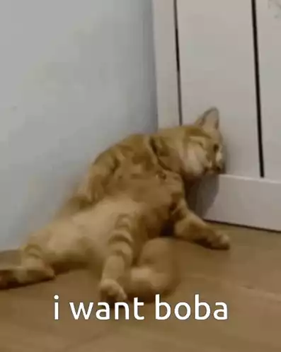 Lazy Cat Wants Boba
