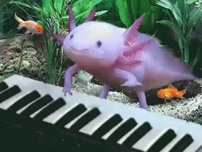 Axolotl Plays Piano in Aquarium