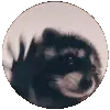 Pedro Dancing Raccoon - Spinning Head Sticker