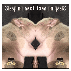 Shuman: Sleeping Next To Your Pig