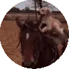 Dog Riding a Horse - Saddle Up!