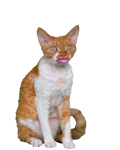Devon Rex Cat with Lipstick Says I Love You