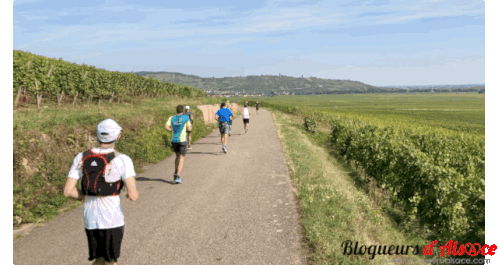 Alsace Vineyard Runners - Marathon Course