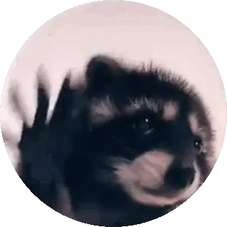Pedro Raccoon Sticker