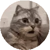 Shocked Surprised Cat Meme Sticker