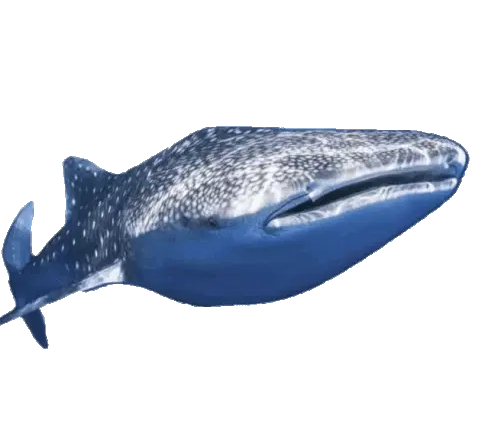 Whale Shark Glup Gloop Mouth Open Close