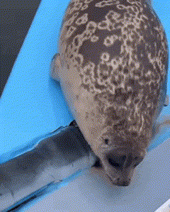 GIF