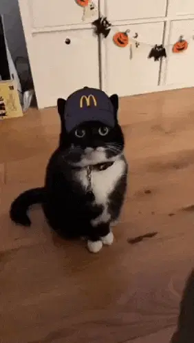 McDonald's Cat