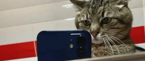 Looking At Smartphone Meme